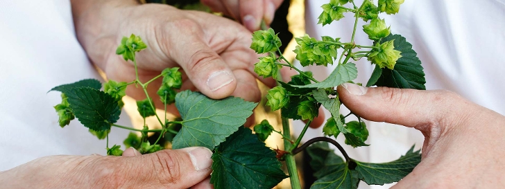 BayWa Hopfen: Einblicke in die Unternehmensgeschichte