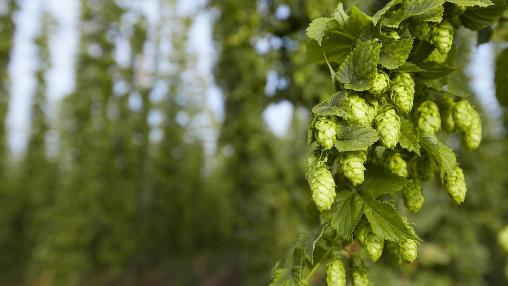 BayWa Hopfen